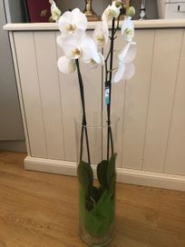 Orchidee vaas